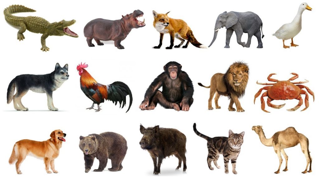 Hình ảnh các con vật bằng tiếng Anh 2