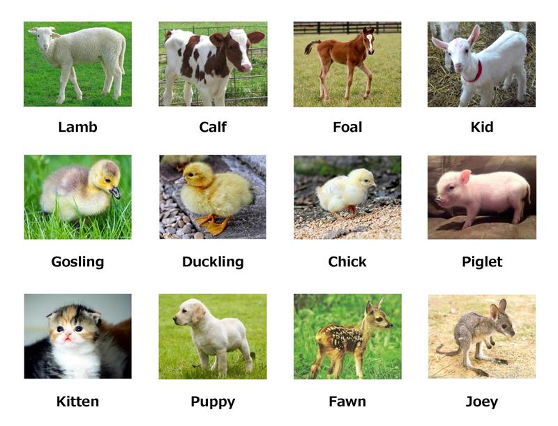 Hình ảnh các con vật bằng tiếng Anh 1