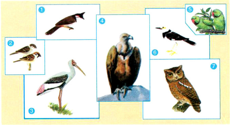 Tên các con vật bằng tiếng Anh - các loài chim