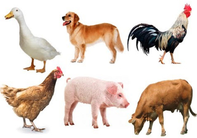 Tên các loài động vật trong tiếng Anh là các loài gia súc và chim