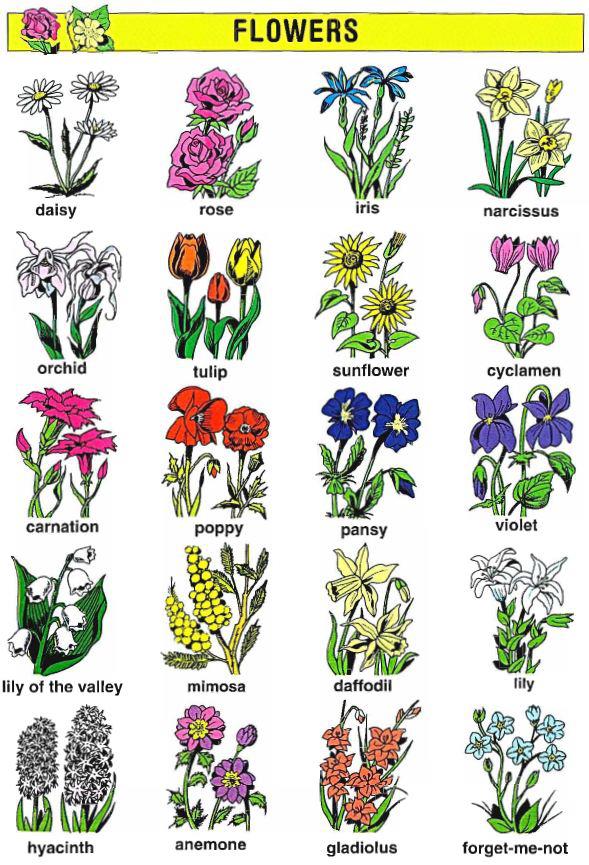 Từ vựng tiếng Anh chủ đề các loài hoa có rất nhiều điều thú vị 